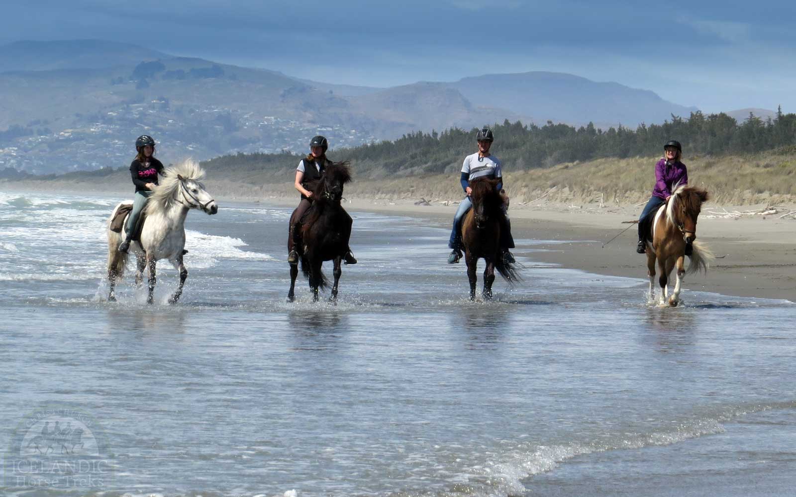 Christchurch horse trek